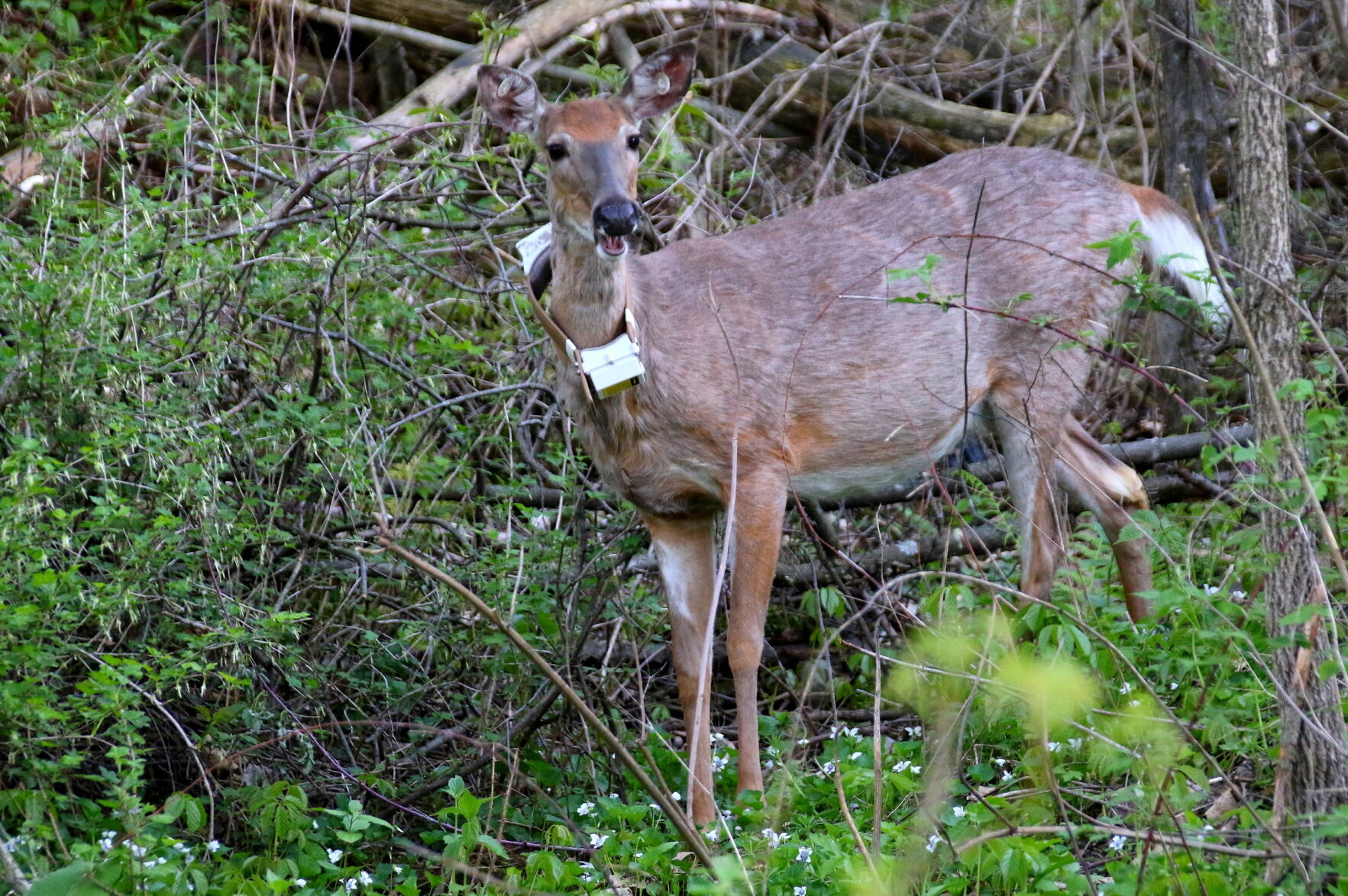 Doe collars